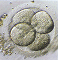 Menschliches Embryo